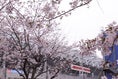 【東京３－２名古屋】ほぼ満開の味の素スタジアム前の桜。写真：小倉直樹（サッカーダイジェスト写真部）