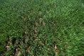 【PHOTO】贅沢なロングパイル人工芝でサッカーフルコートに対応｜写真：金子拓弥（サッカーダイジェスト写真部）
