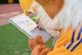 【画像】イヌワシとは思えないほどスラスラと日本語を書くベガッ太！｜写真：鈴木颯太朗